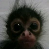 miska_lubi_szkolatku