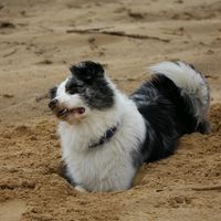 becks_dog_life