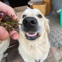 timmy_golden_retriever