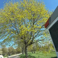 original sound - amiramiri460