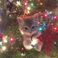 dreamingxxofxxchristmas