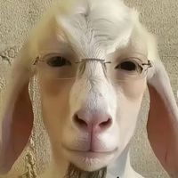 don_pollo_rafforzante