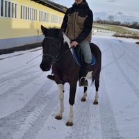 ponyslive11