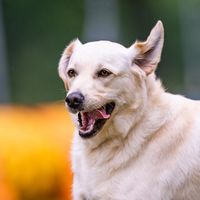 labragolden.life