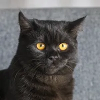 original sound - io_sono_merlino