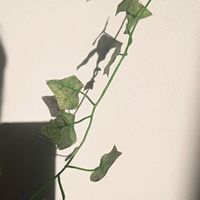 __vinted._.ubrania__