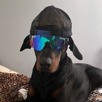 ozzythedobby