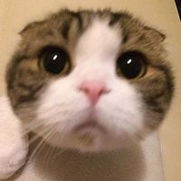 catsmemes44