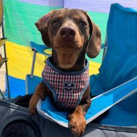 louis_the_sausage