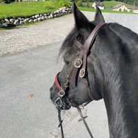frisian.amarron