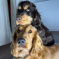 maison_du_charme_anglais