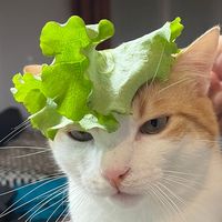 tortillaelgatito