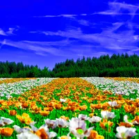 original sound - luizaplustea