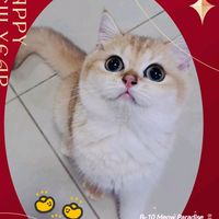 original sound - Brenda Tan