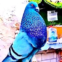 buscandmipropialinea