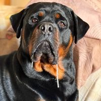 el_kaiser_rottweiler