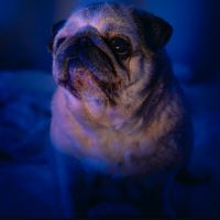 alkuperäinen ääni