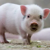 original sound - label651