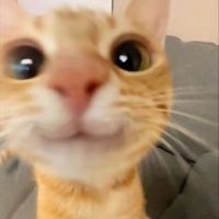 Speed Miau