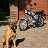 simson.suri