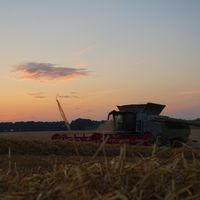 birdseye_farming_wilts