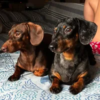 original sound - micaneamigo