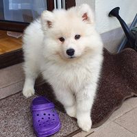 samoyed_pesto