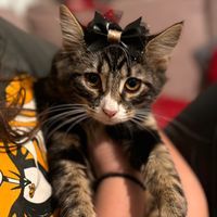 thecatsandmia