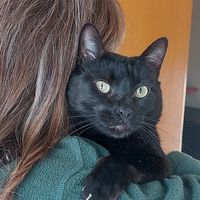 catslovers215