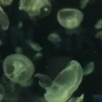 original sound - ouiimme