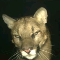 original sound - nissan GTR r35