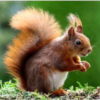 mrsquirrelandfriends