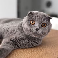george.the.fold