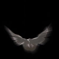 DARK KNIGHT