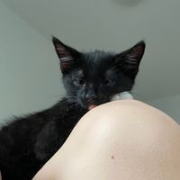 zukothekittycat4