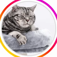 original sound - amicipelosi00