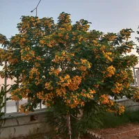 original sound - videclip2