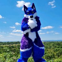 apollo_the_wusky