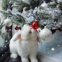 Let it snow