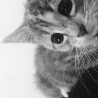 itx.lamii