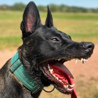 themalinoisarlo