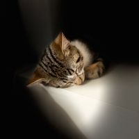 chatonsimba
