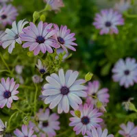 original sound - historias.por.con