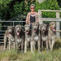 austonley_wolfhounds