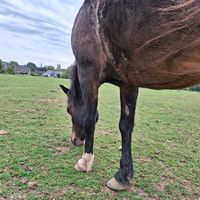 gina_ponies