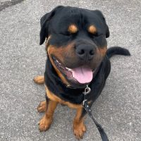 kingston_rottweiler