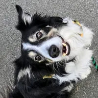 Du kei flei meh Ik liebe flei