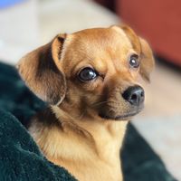 daphnethehalfsausage