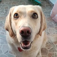 nalathedog_1234