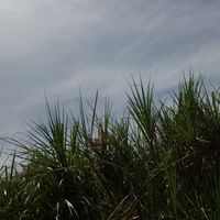 suara asli - yuliasrinopianti